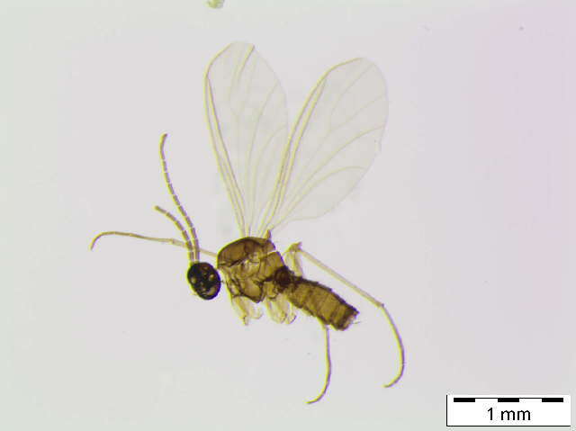 Image of <i>Peyerimhoffia vagabunda</i>