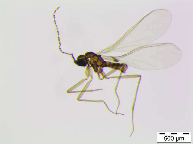 Plancia ëd Epidapus cf. atomarius