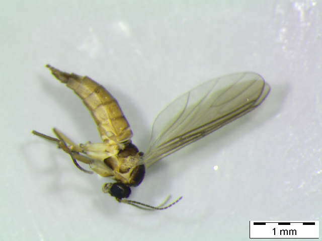 Image of Bradysia holsatica Heller 2004