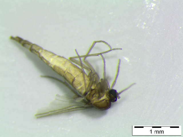 Image of Cratyna keilini (Edwards 1915)