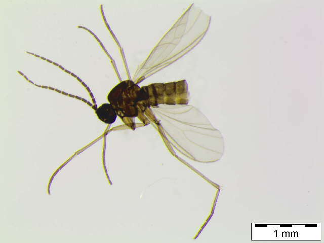 Image of <i>Peyerimhoffia vagabunda</i>