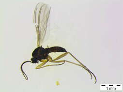 Image of Bradysia vagans (Winnertz 1868)