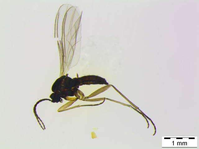 Image of Bradysia vagans (Winnertz 1868)