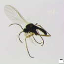 Image of Bradysia vagans (Winnertz 1868)
