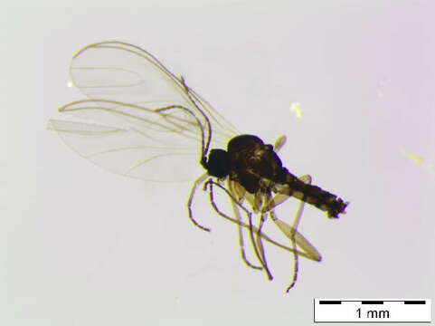 Image of Scatopsciara atomaria (Zetterstedt 1851)