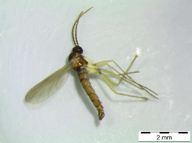 Image of Trichosia lengersdorfi