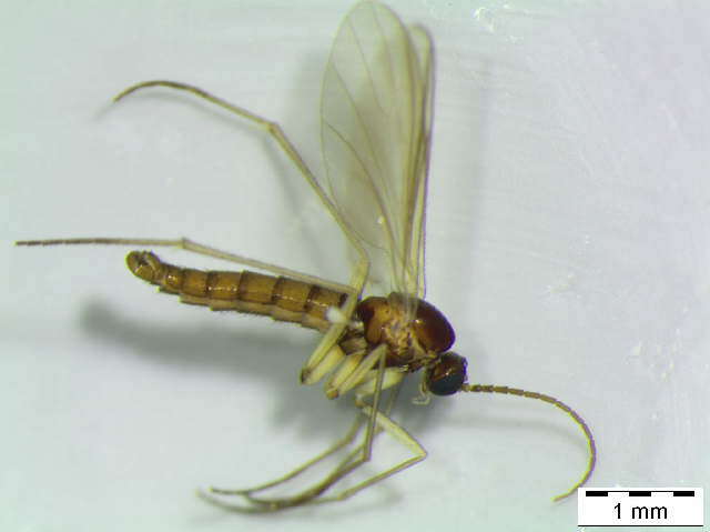 Image of Trichosia lengersdorfi