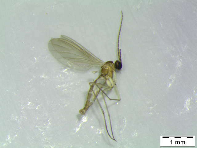 Image of Camptochaeta sicilicula Hippa & Vilkamaa 1994