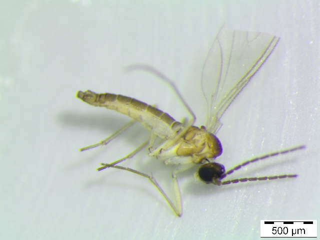 Image of Corynoptera membranigera (Kieffer 1903)