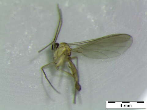 Image of Corynoptera inexspectata