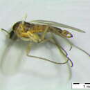 Image of Bradysia holsatica Heller 2004