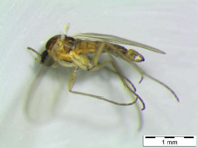 Image of Bradysia holsatica Heller 2004