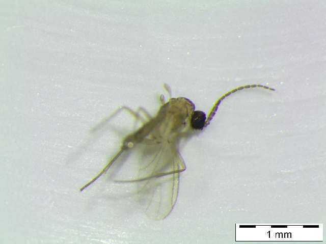 Image of Corynoptera setosa Freeman 1983