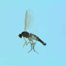 Image of Corynoptera postglobiformis Mohrig 1993