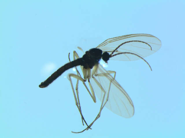 Image of Trichosia lengersdorfi