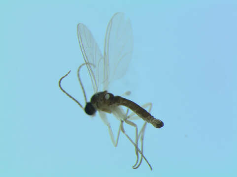 Image of Corynoptera winnertzi Mohrig 1993