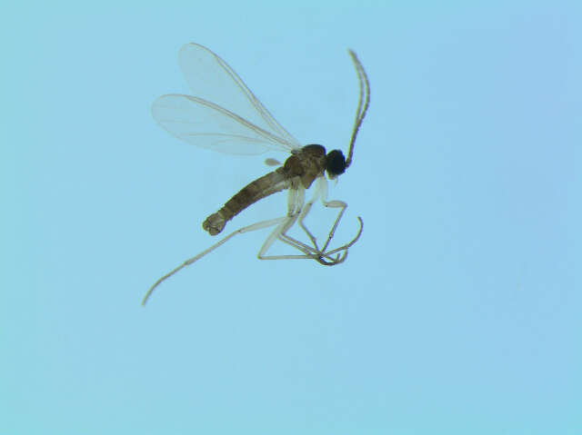 Image of <i>Corynoptera subparvula</i>