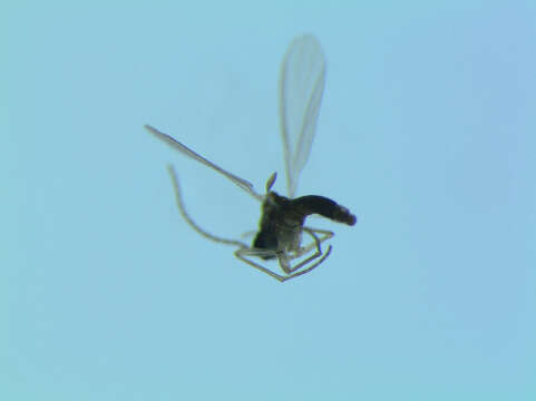 Image of <i>Corynoptera subparvula</i>