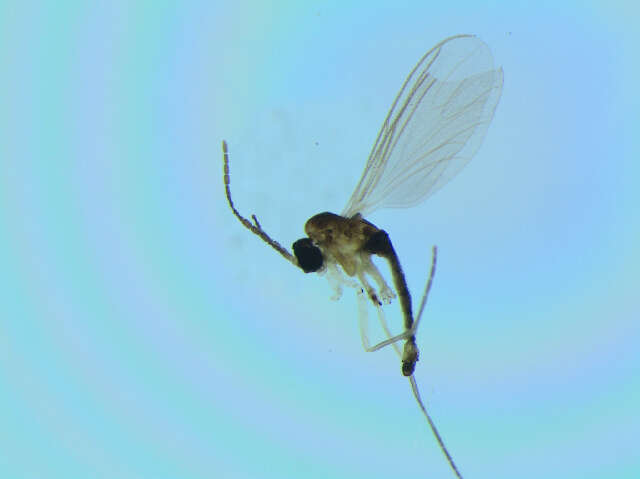 Image of Corynoptera winnertzi Mohrig 1993