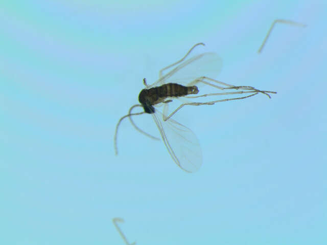 Image of <i>Corynoptera subparvula</i>