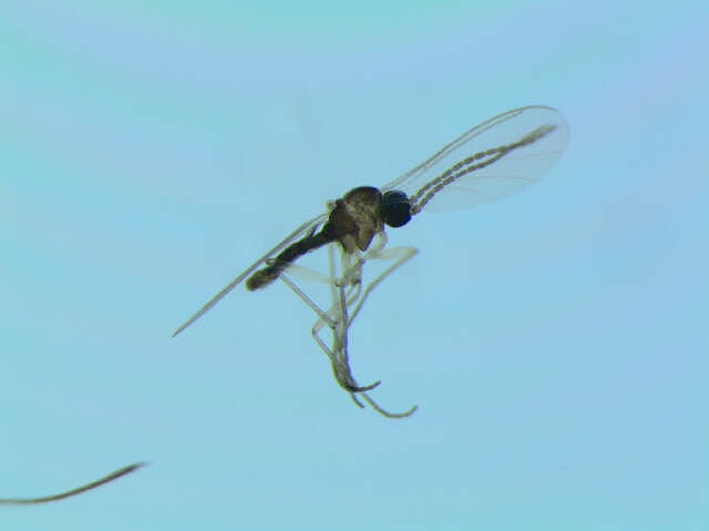 Image of <i>Corynoptera subparvula</i>