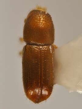 Image of <i>Pityophthorus pityographus</i>