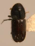 Image of Two-toothed pine beetle