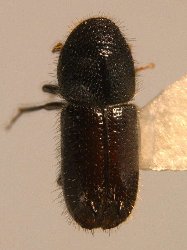 Image of Two-toothed pine beetle