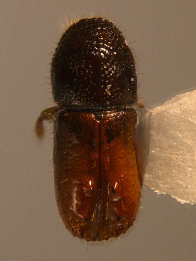 Image of Six-toothed spruce bark beetle