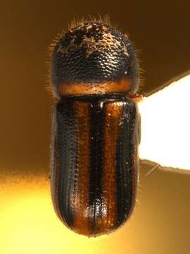 Image of Striped Ambrosia Beetle