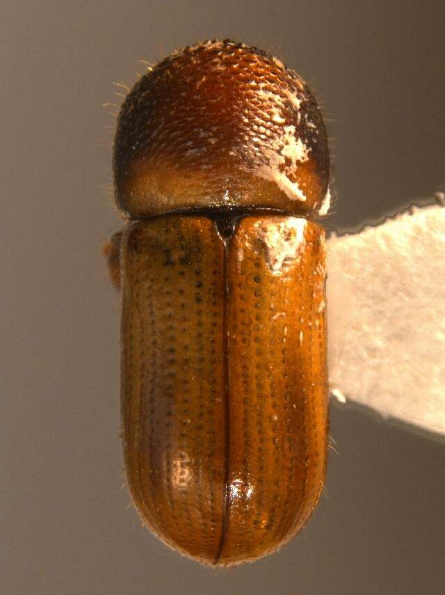 Image of Striped Ambrosia Beetle