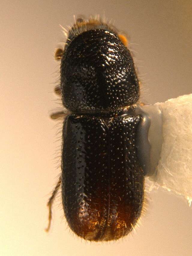 Image of Two-toothed pine beetle