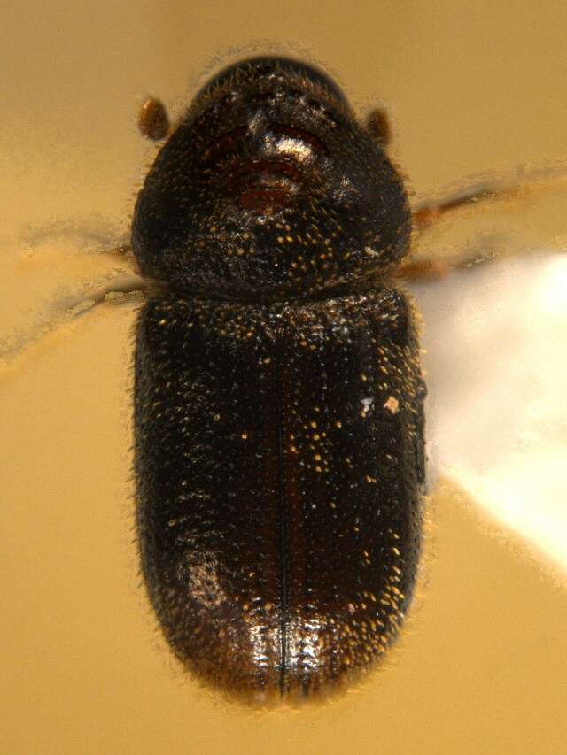 Image of Bast bark beetle