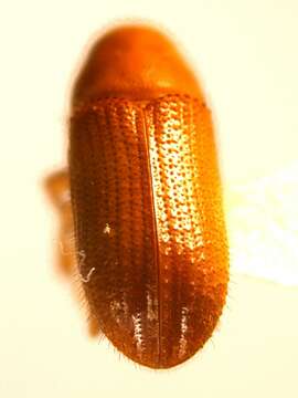 Image of Common pine shoot beetle