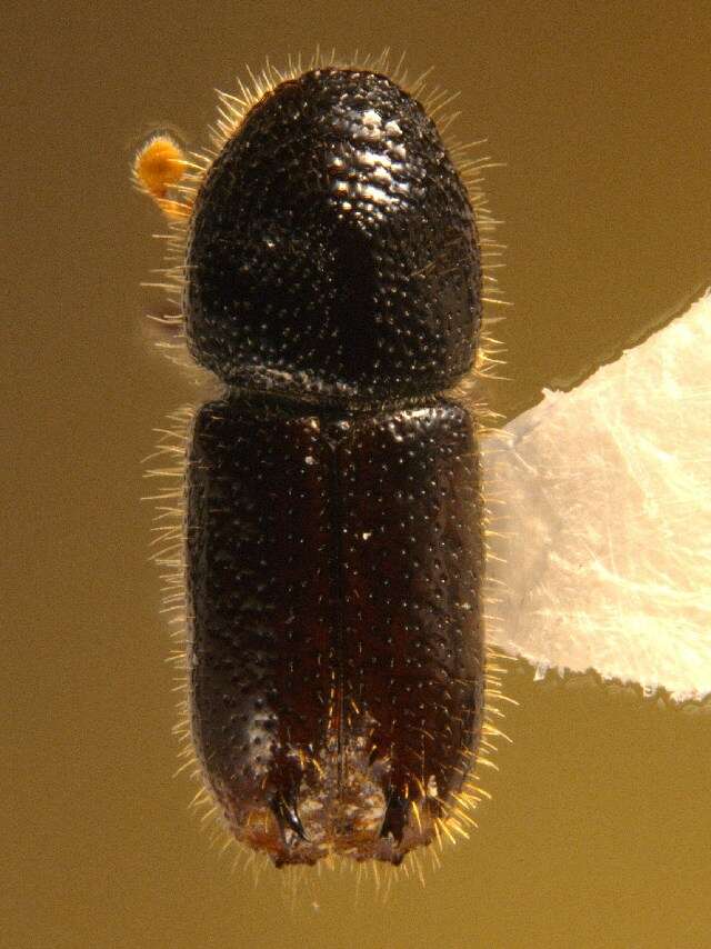 Image of Two-toothed pine beetle