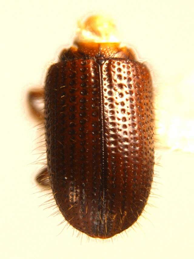 Image of Dryocoetes autographus Eichhoff 1864