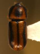 Image of Striped Ambrosia Beetle