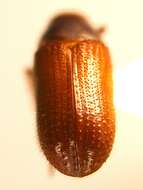 Image of Common pine shoot beetle