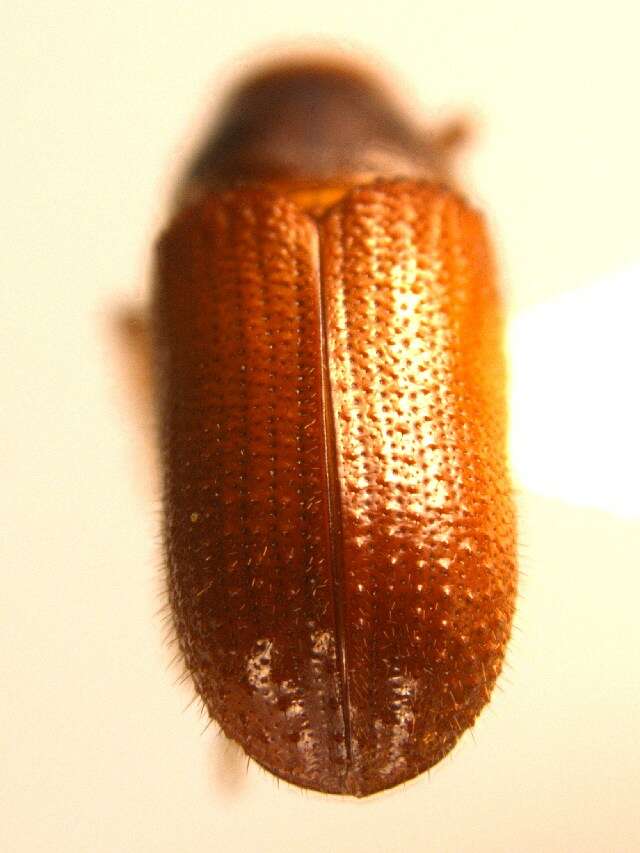 Image of Common pine shoot beetle