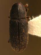 صورة Hylastes opacus Erichson 1836