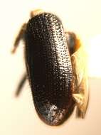 Image of Common pine shoot beetle