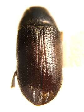 Image of Common pine shoot beetle