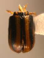 Image of Striped Ambrosia Beetle