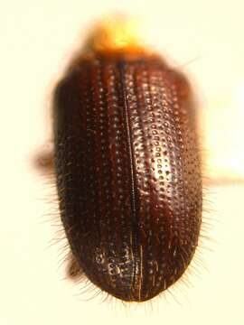 Image of Dryocoetes autographus Eichhoff 1864