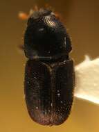 Image of oak bark beetle