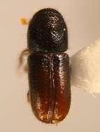 Image of Six-toothed spruce bark beetle