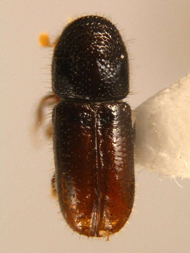 Image of Six-toothed spruce bark beetle