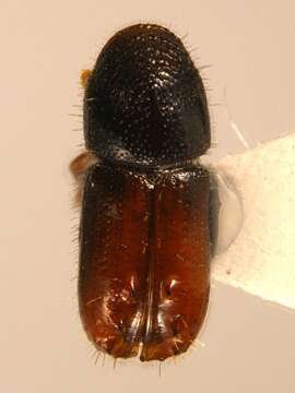 Image of Six-toothed spruce bark beetle