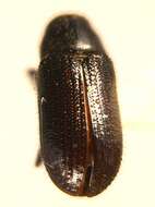 Image of Common pine shoot beetle