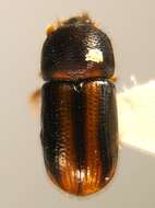 Image of Striped Ambrosia Beetle